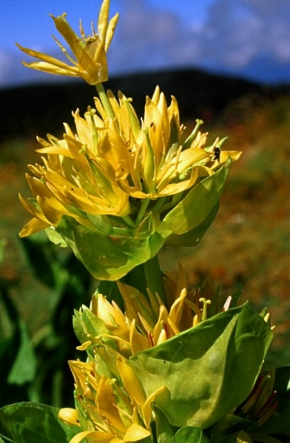 Gentiana lutea / Genziana maggiore